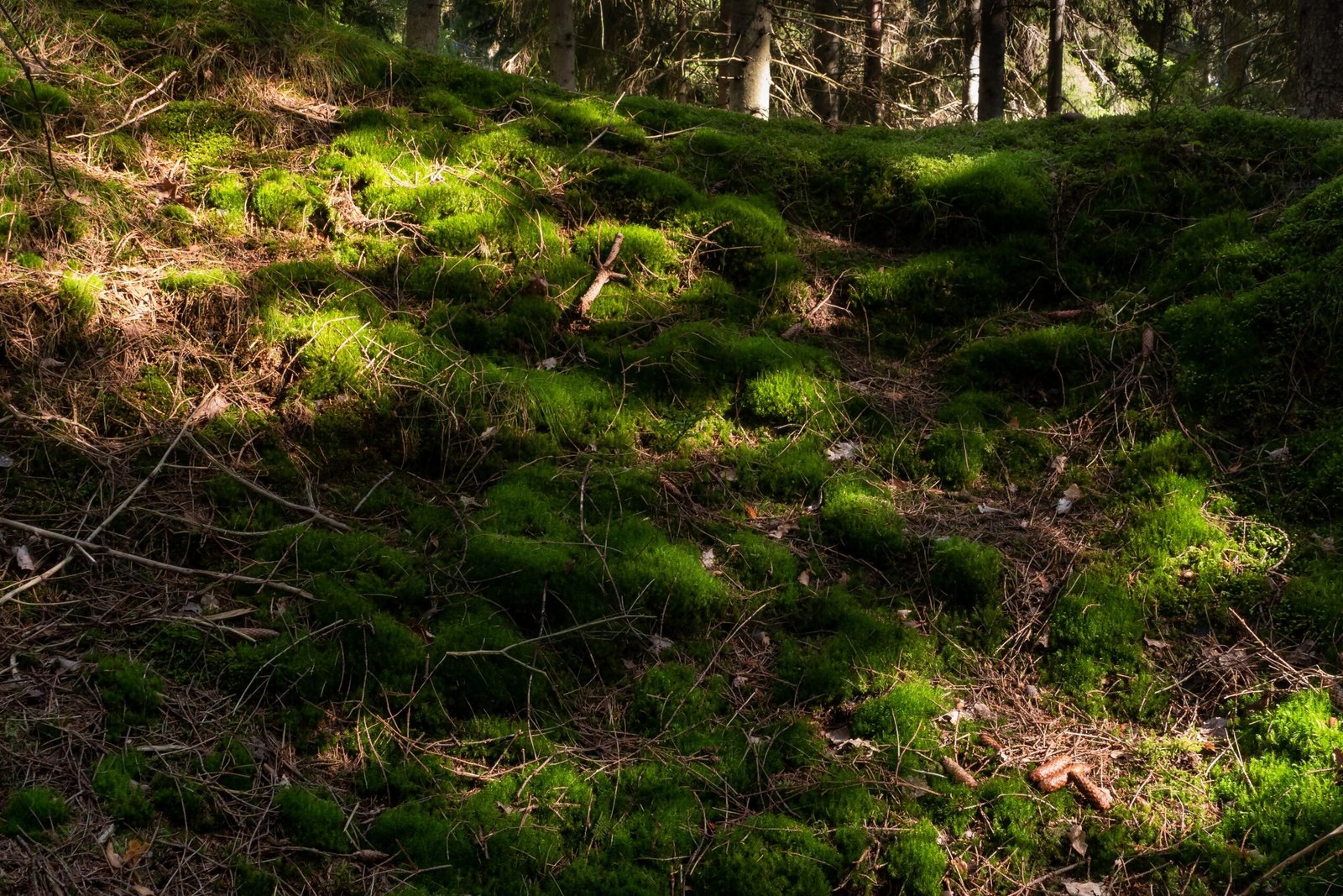 A Surprising Connection: Plants, People, and Emotions (image credits: wikimedia)