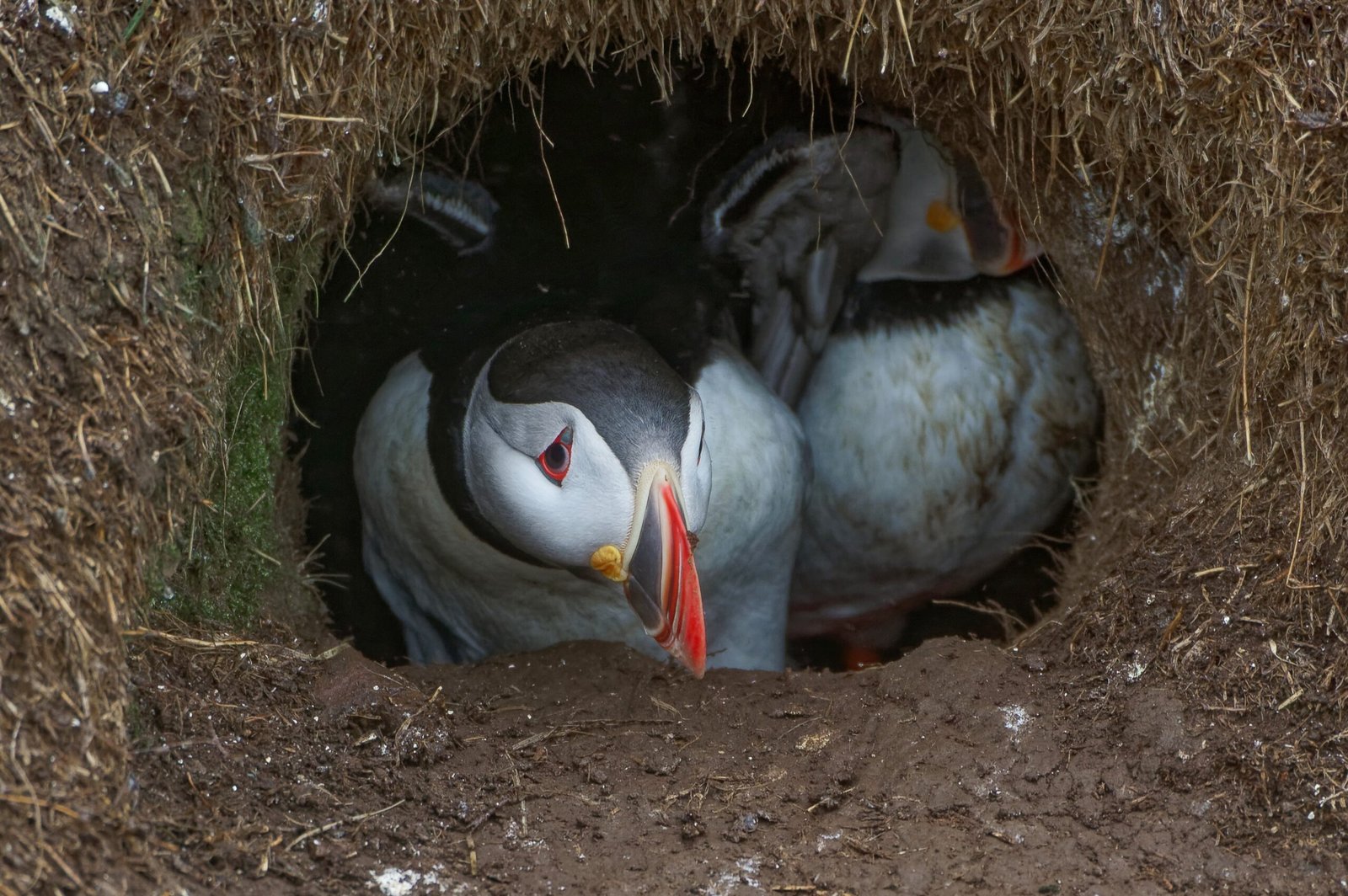 Life Underground: The Secret World of Puffin Burrows (image credits: wikimedia)