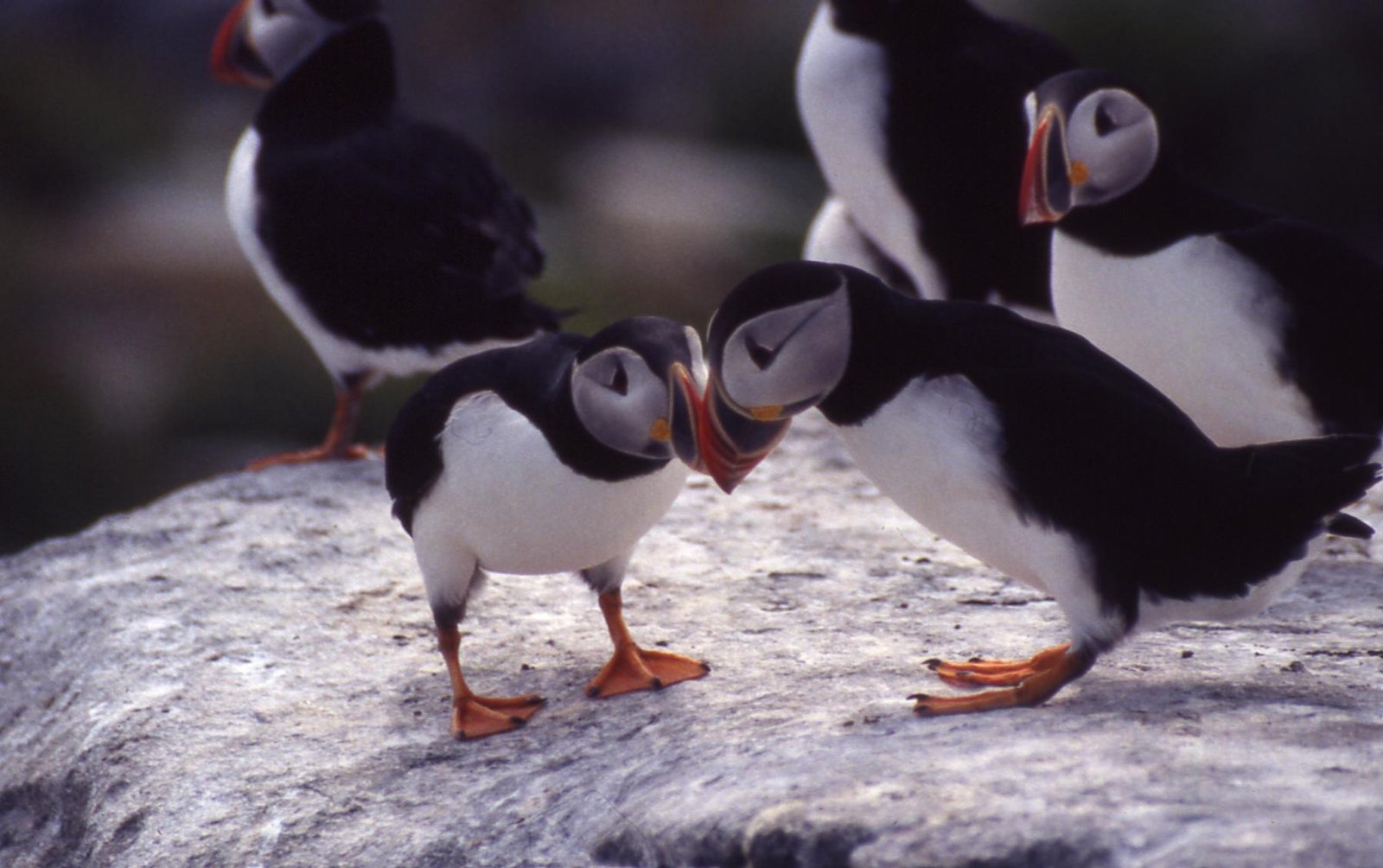 Courtship and Mating: The Dance of Puffin Pairing (image credits: wikimedia)