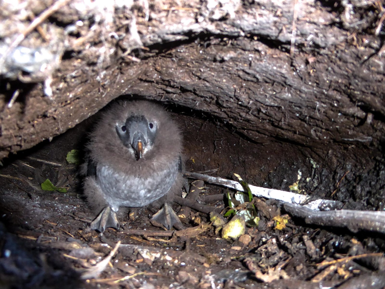 Puffin Parenting: Raising a Puffling (image credits: wikimedia)