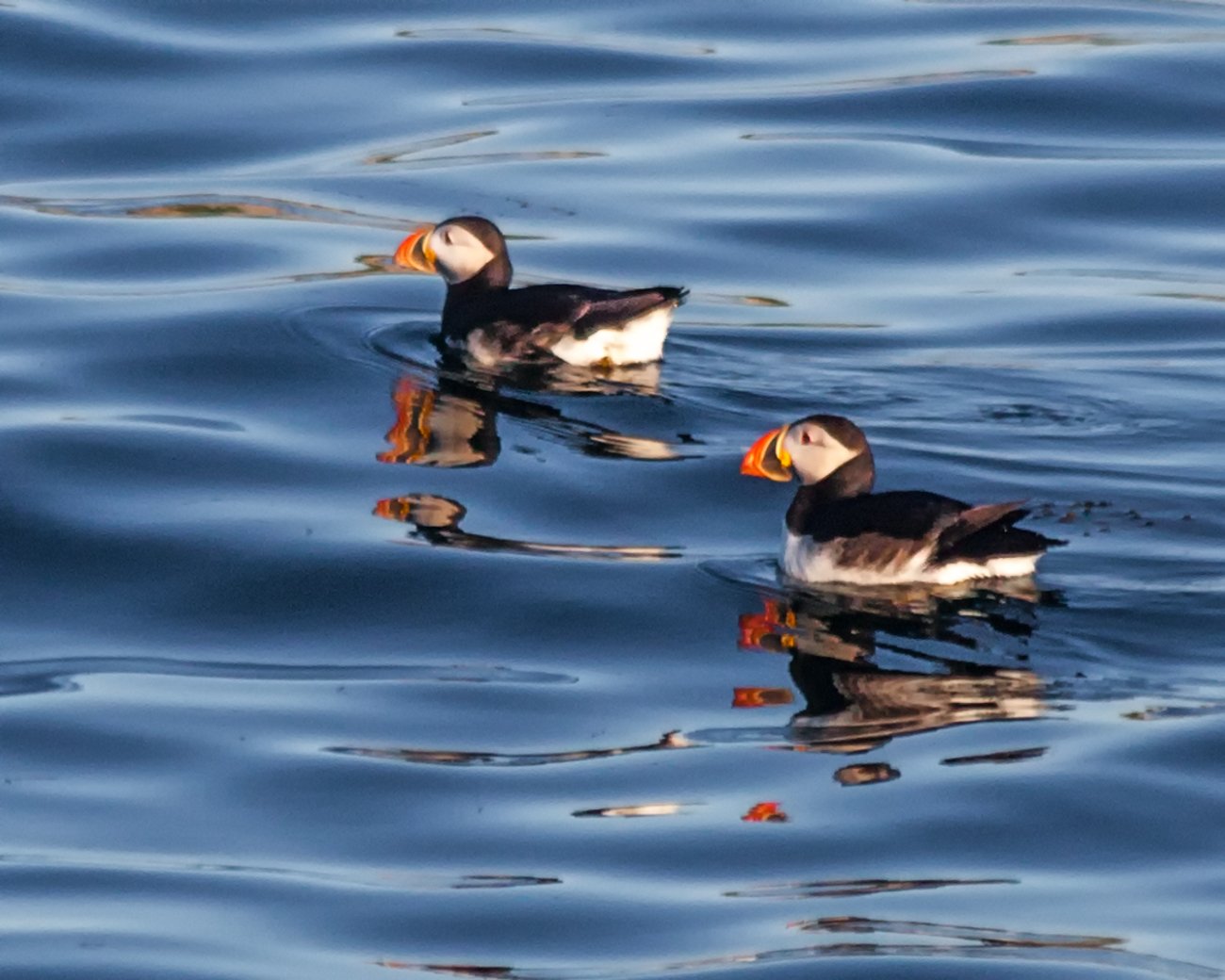 The Great Puffin Commute: Fishing and Foraging (image credits: wikimedia)