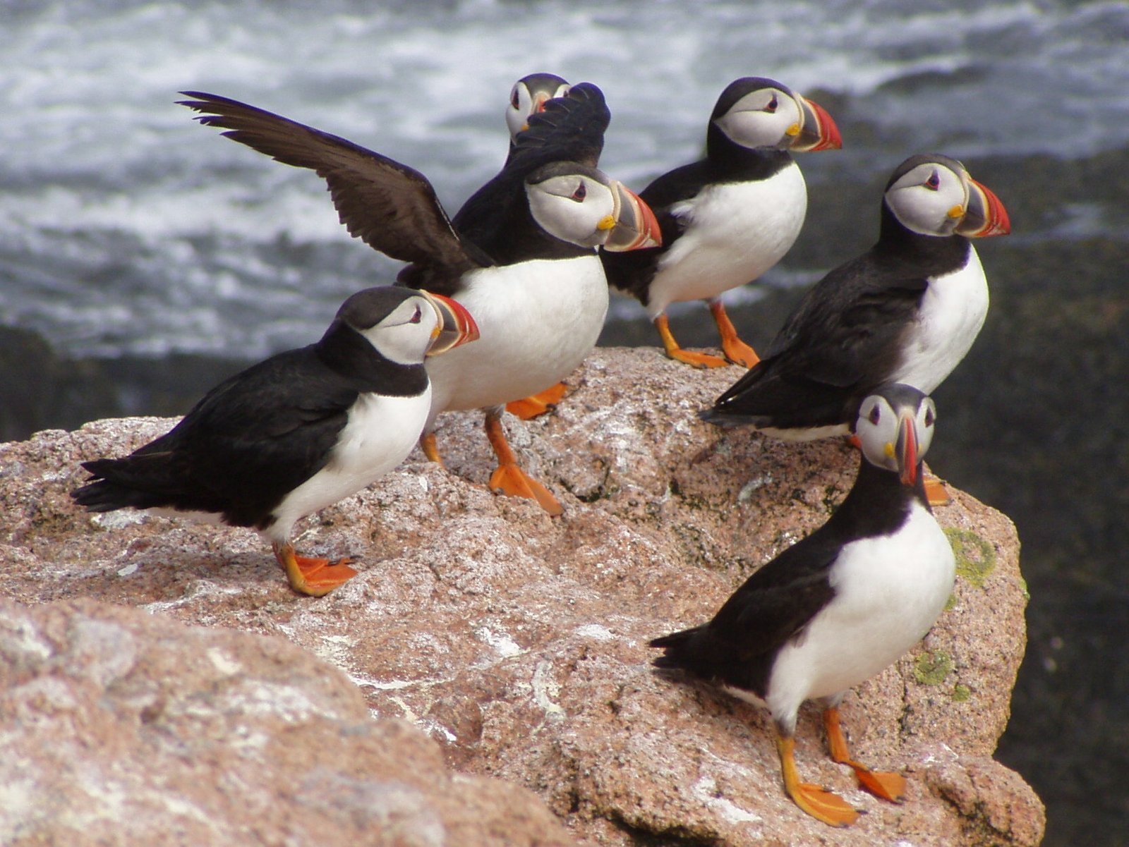 Climate Change and the Future of Puffins (image credits: wikimedia)