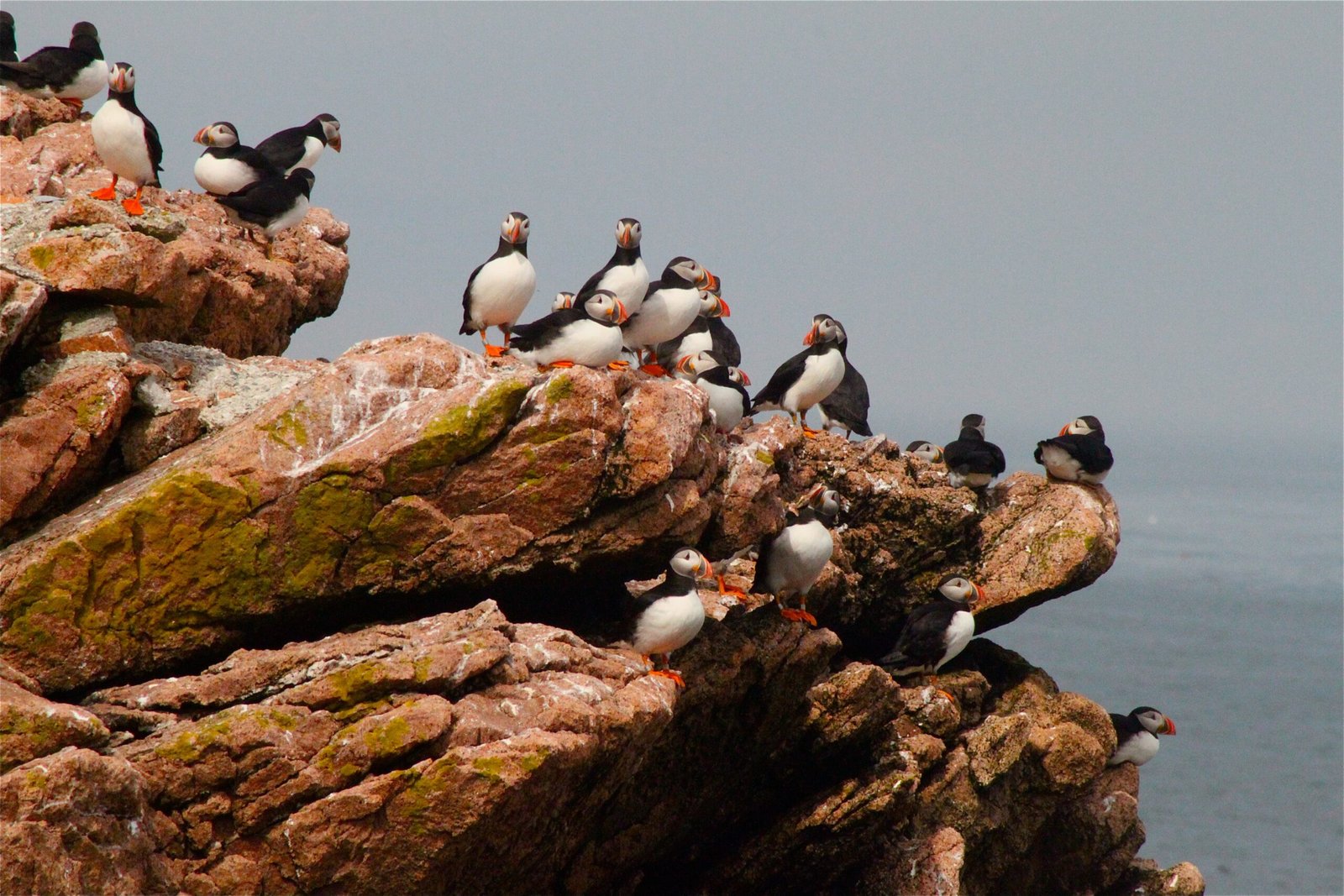Conservation Success Stories: Puffins on the Rise (image credits: wikimedia)