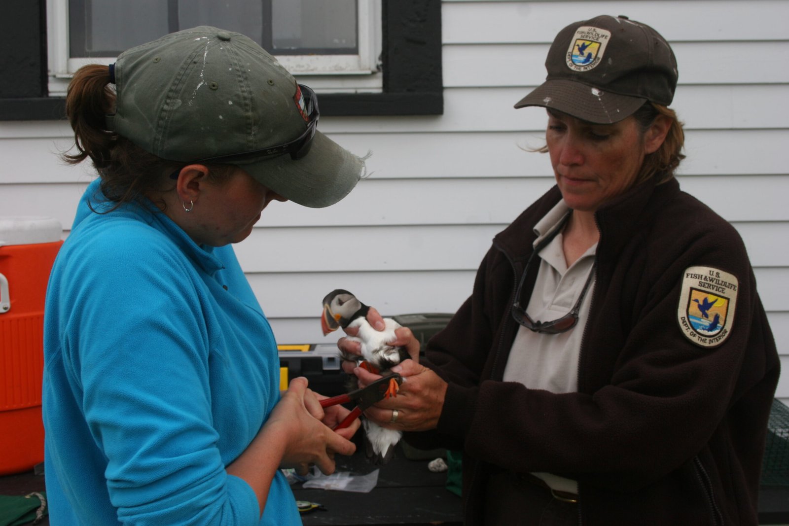 Citizen Science: Ordinary People, Extraordinary Impact (image credits: wikimedia)