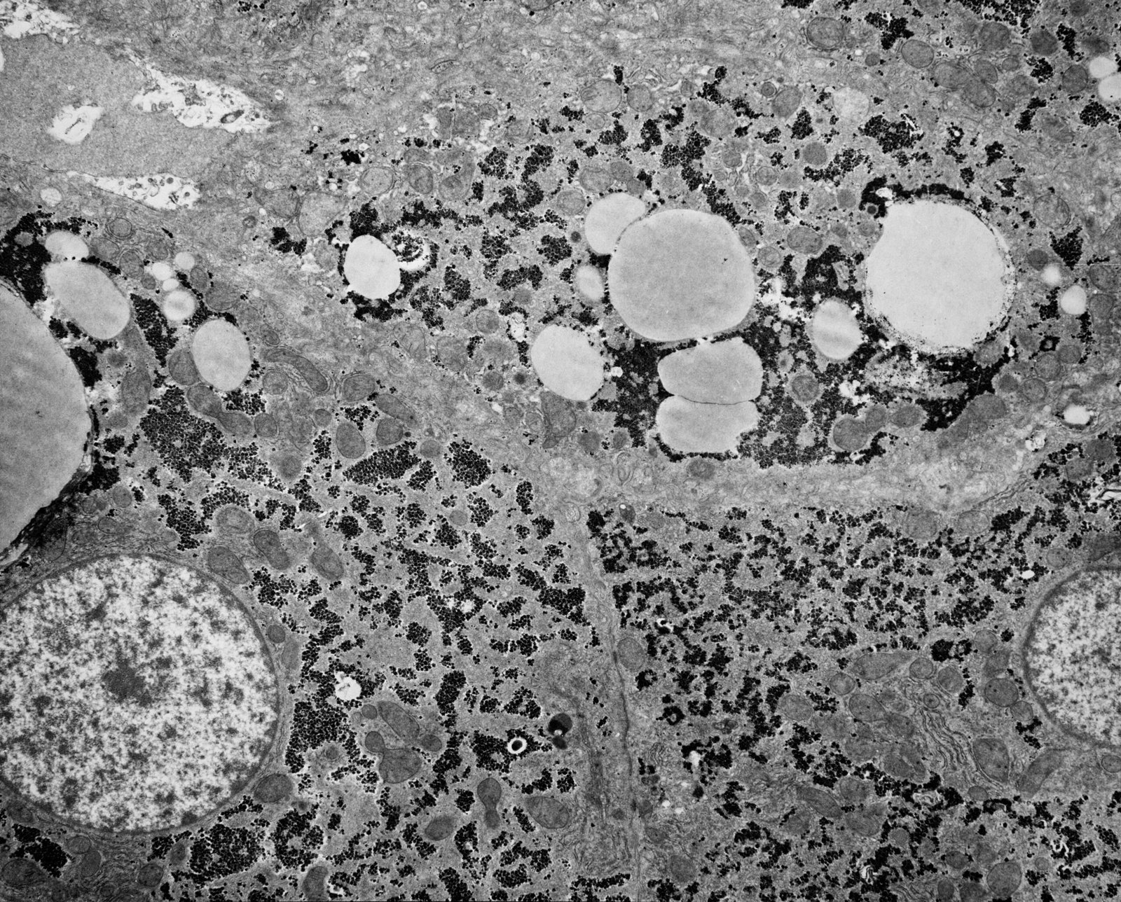 Digitizing the Microscopic: Wonders Beyond the Naked Eye (image credits: wikimedia)