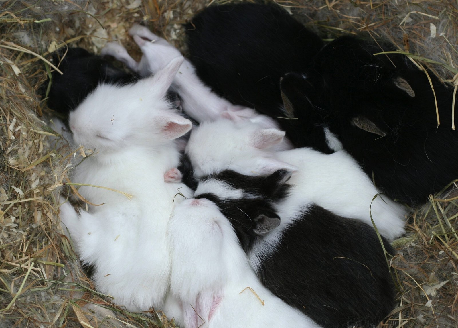 Flopping Over: The Ultimate Sign of Trust (image credits: wikimedia)
