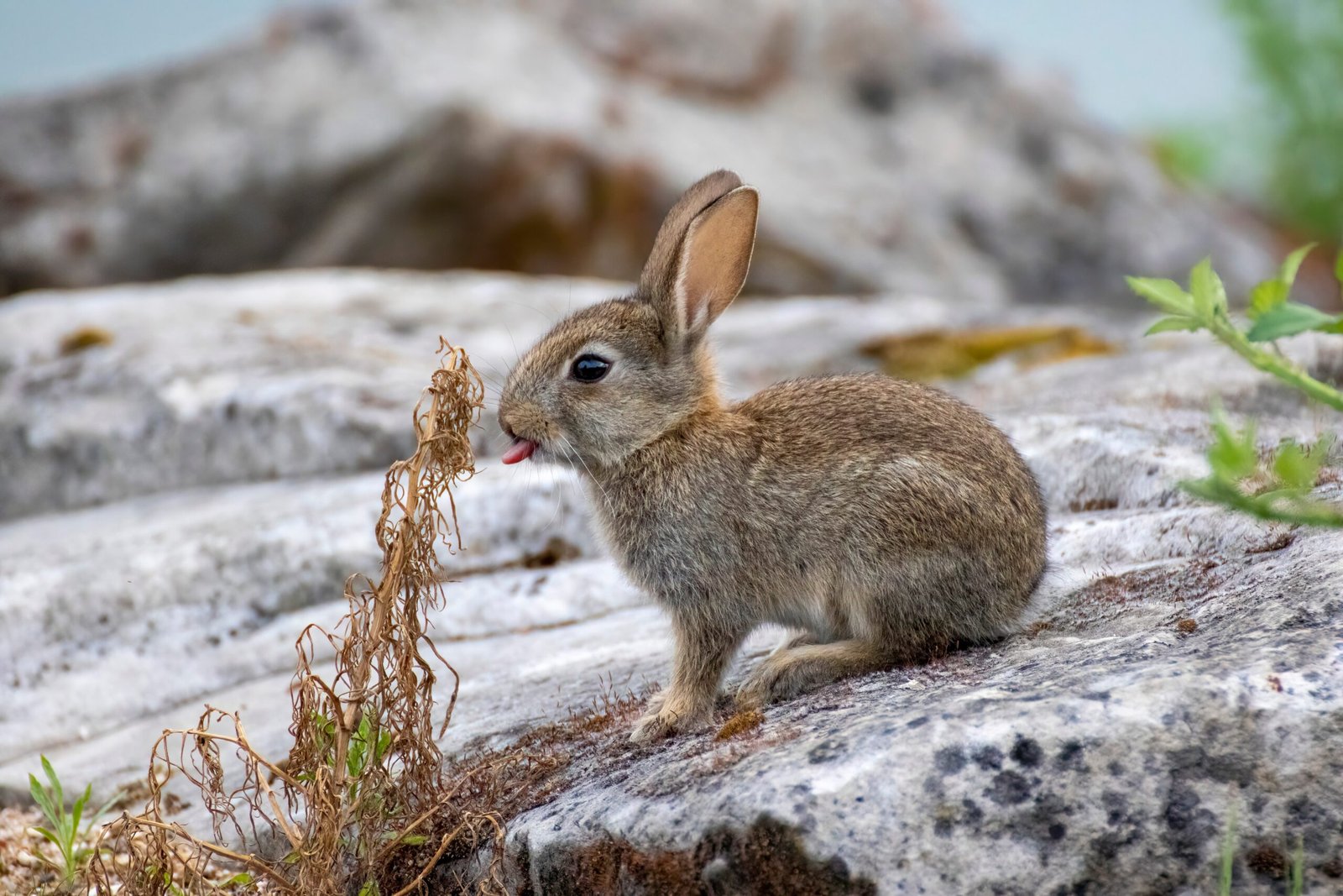 Licking: A Gesture of Affection (image credits: wikimedia)
