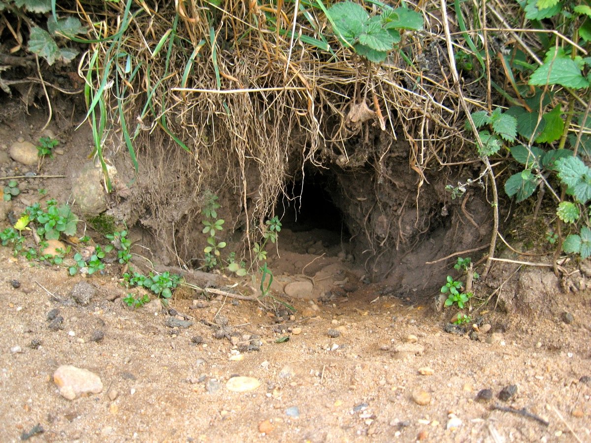 Digging: Instincts in Action (image credits: wikimedia)