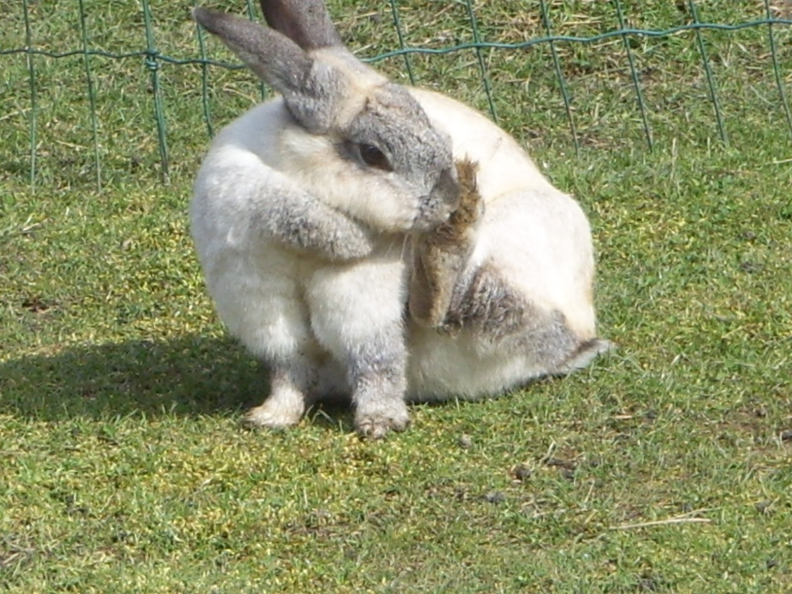 Grooming: Self-Care and Social Bonds (image credits: wikimedia)