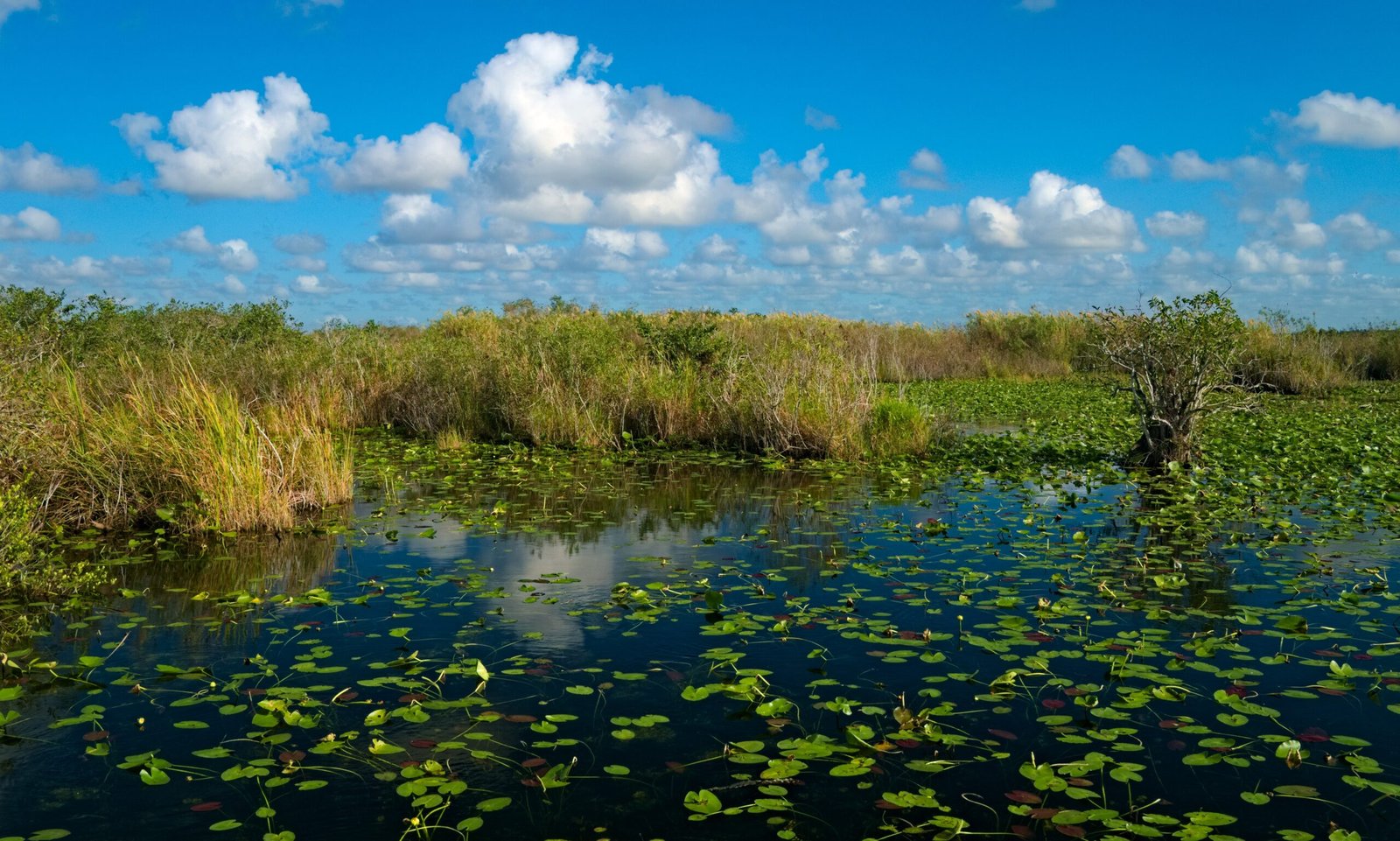Everglades National Park: Wetland Wonders and Citizen Science (image credits: wikimedia)