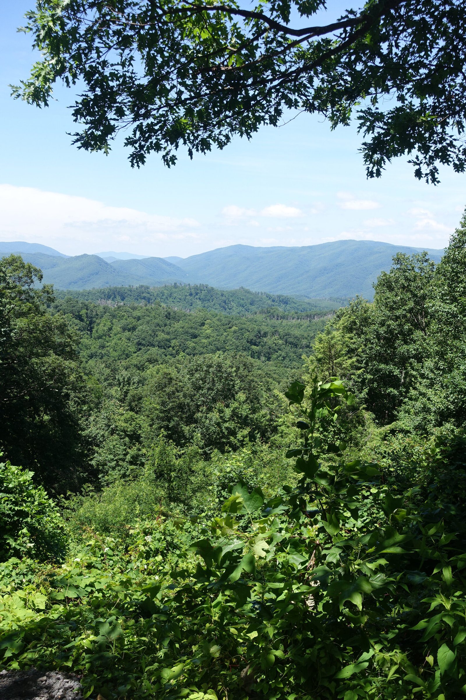 Great Smoky Mountains: Citizen Science in America’s Most Visited Park (image credits: wikimedia)