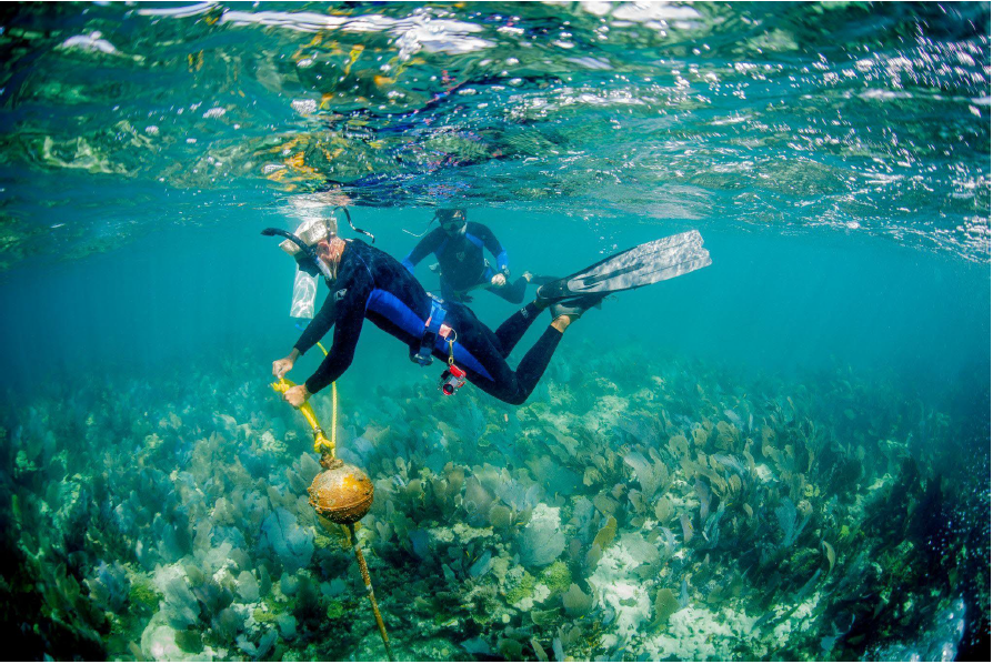 Florida Keys: Coral Reefs and Ocean Stewardship (image credits: wikimedia)