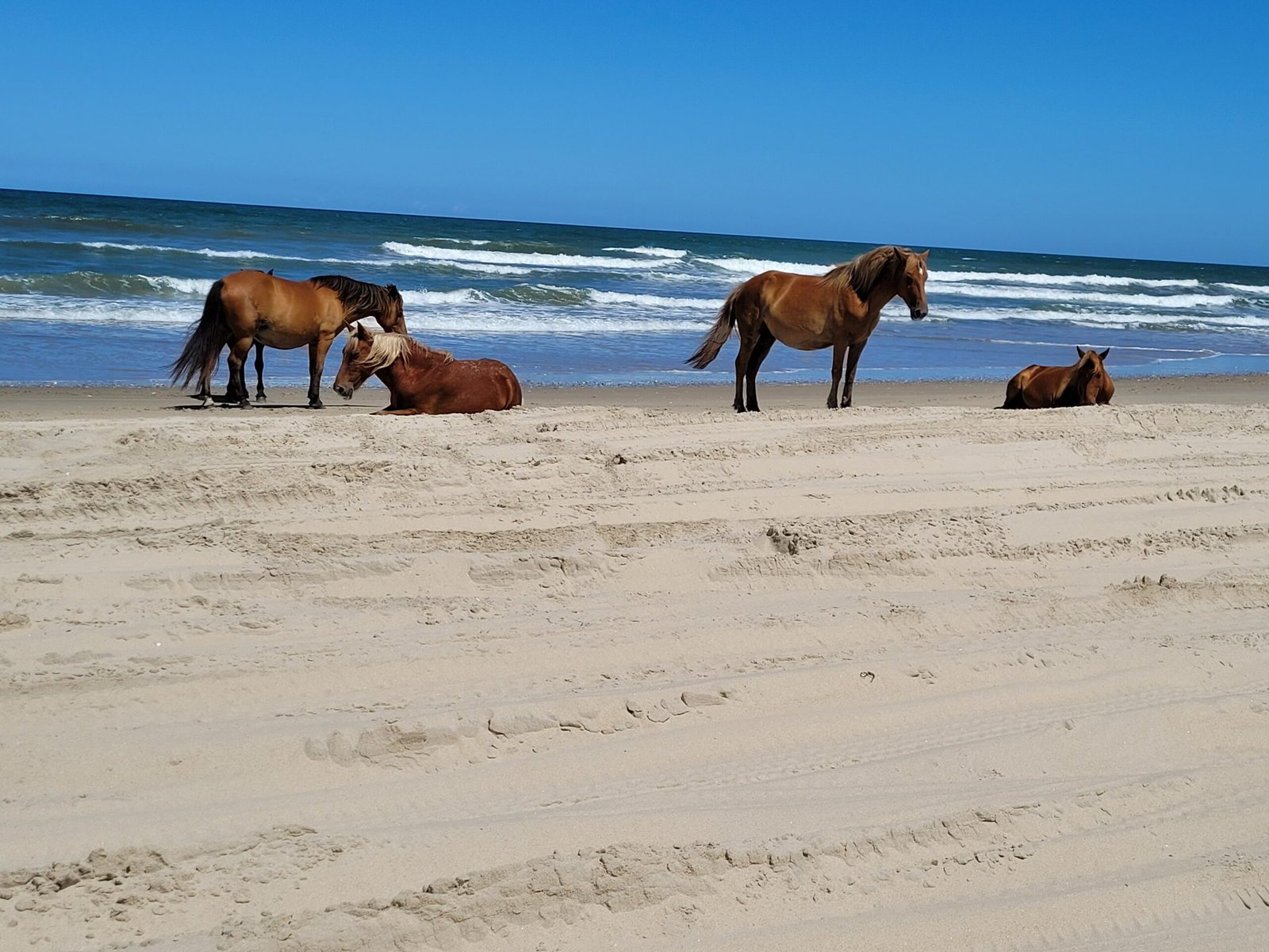North Carolina’s Outer Banks: Protecting Sea Turtles (image credits: wikimedia)