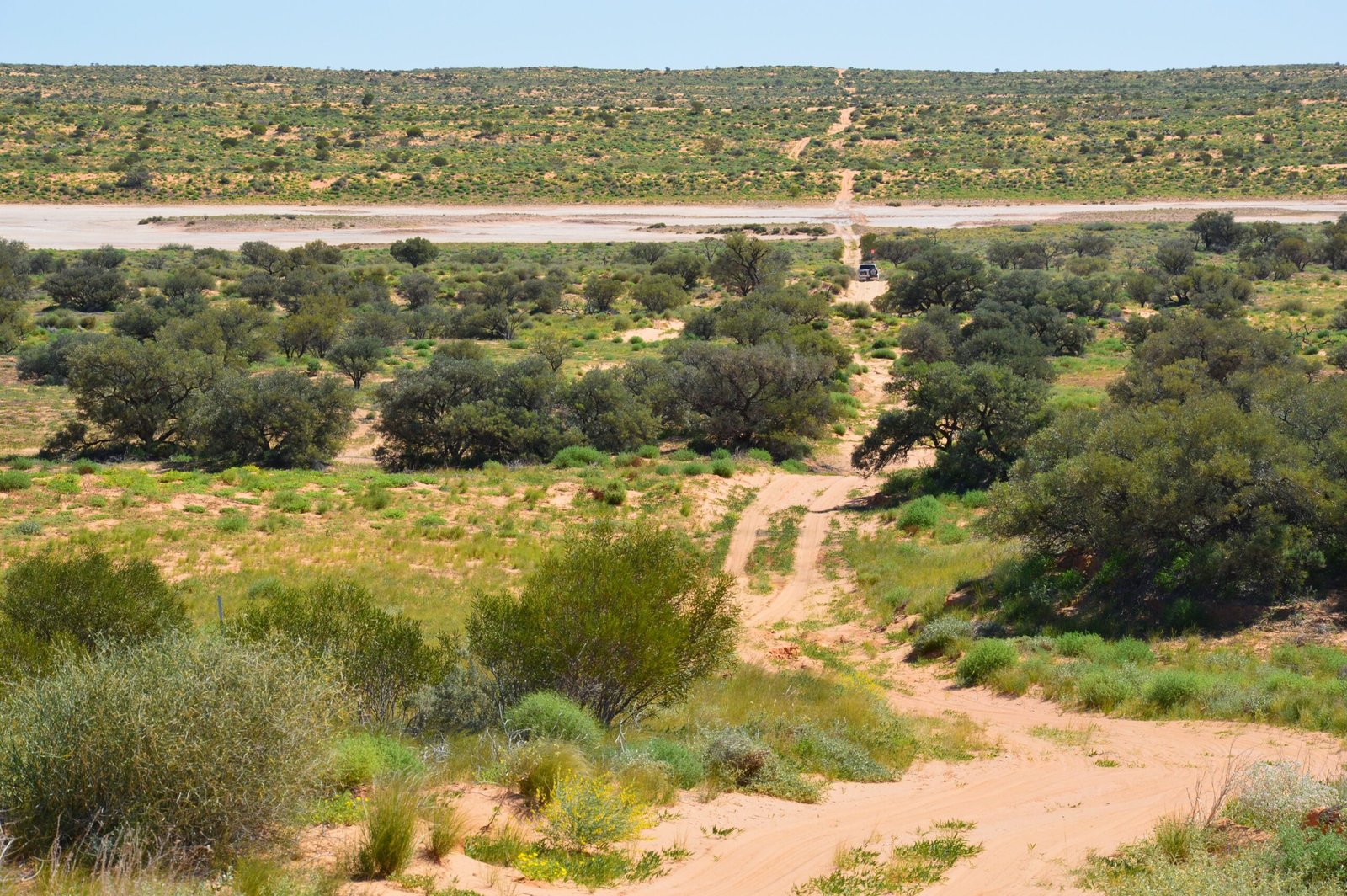 Arizona’s Sonoran Desert: Cactus Conservation and Desert Ecology (image credits: wikimedia)