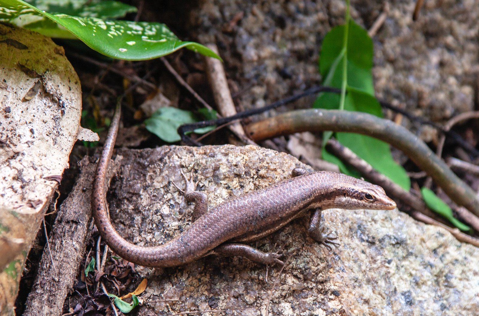 Search for Endemic Species on Isolated Islands (image credits: wikimedia)
