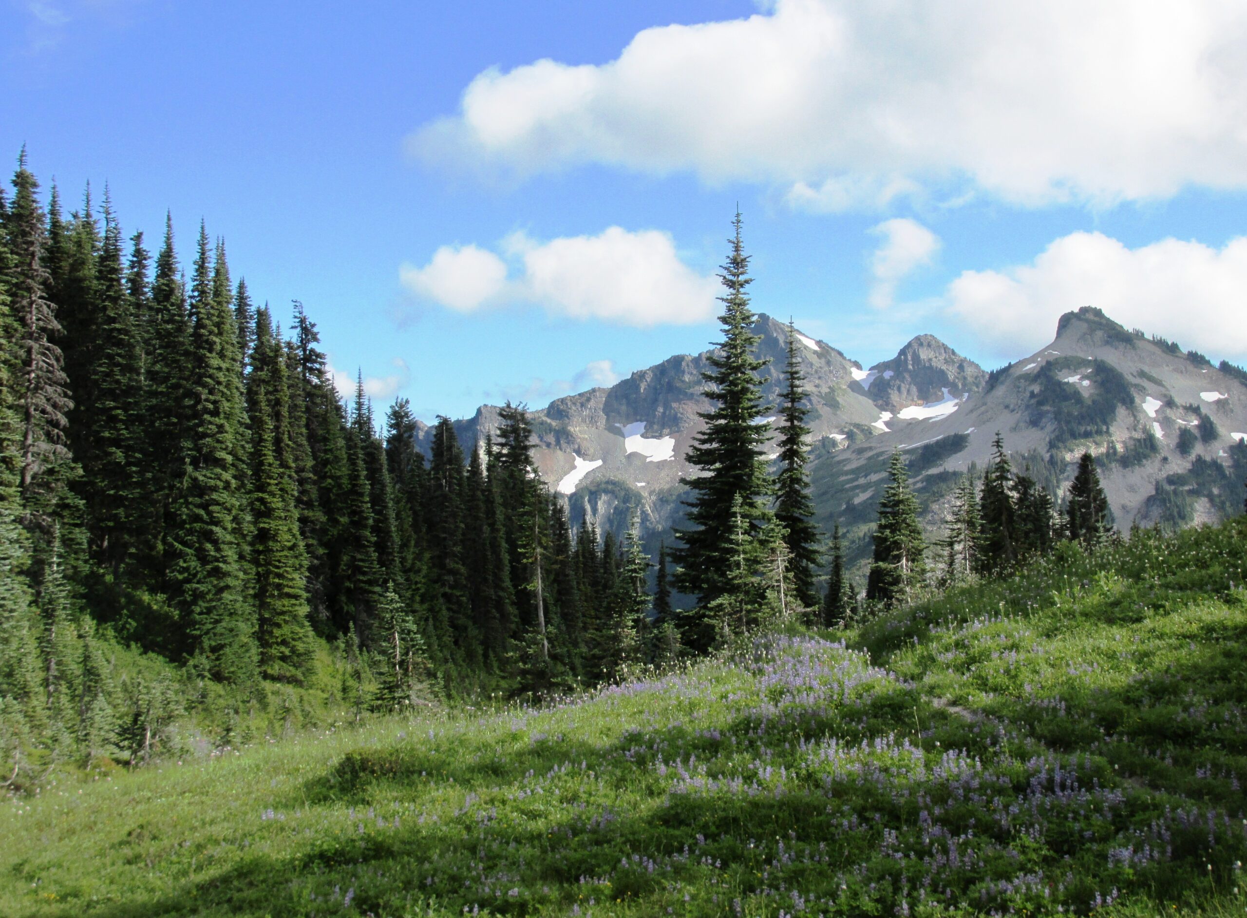 Hike Through Alpine Meadows and Tundra (image credits: wikimedia)