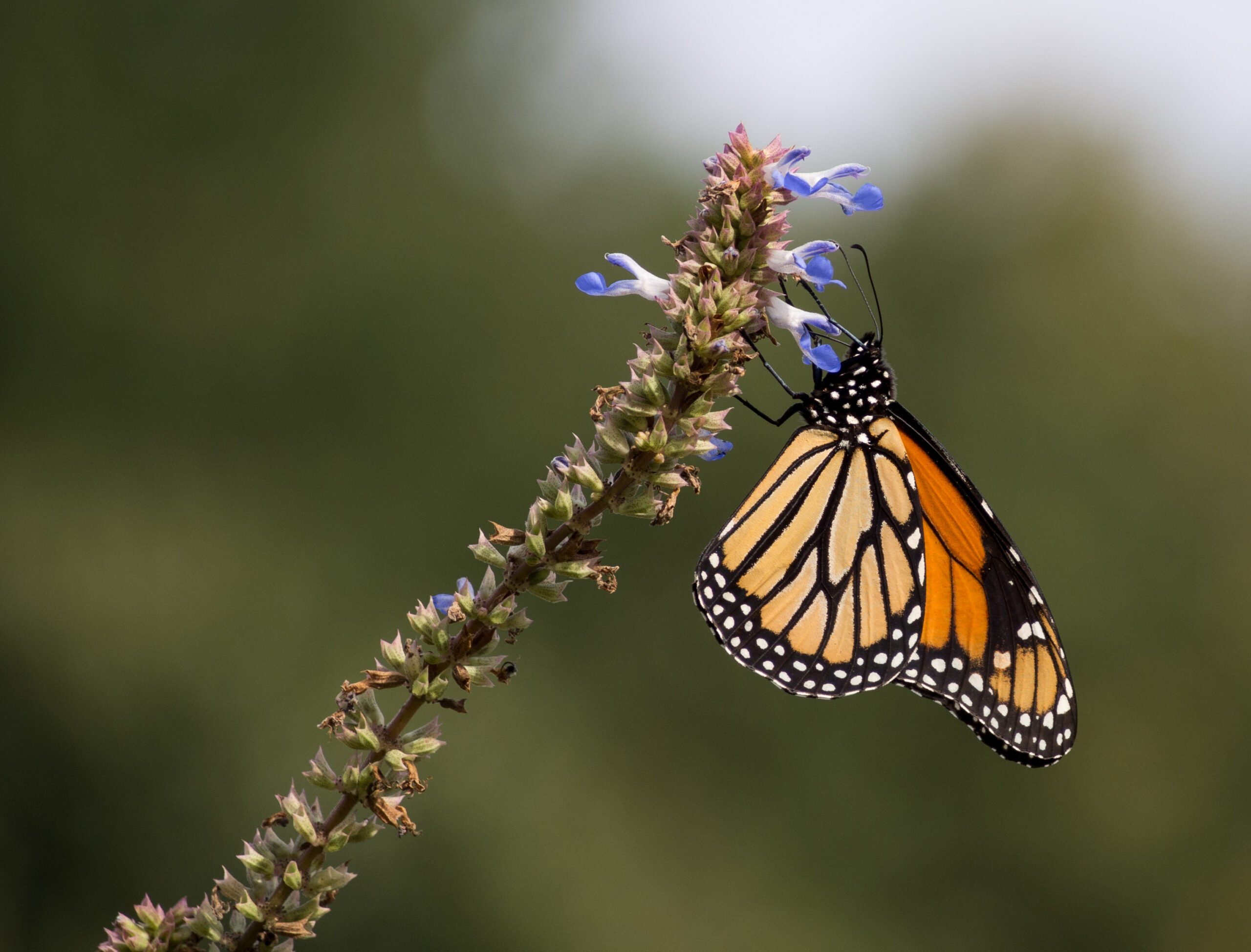 Observe the Dance of Butterflies in Migration (image credits: wikimedia)