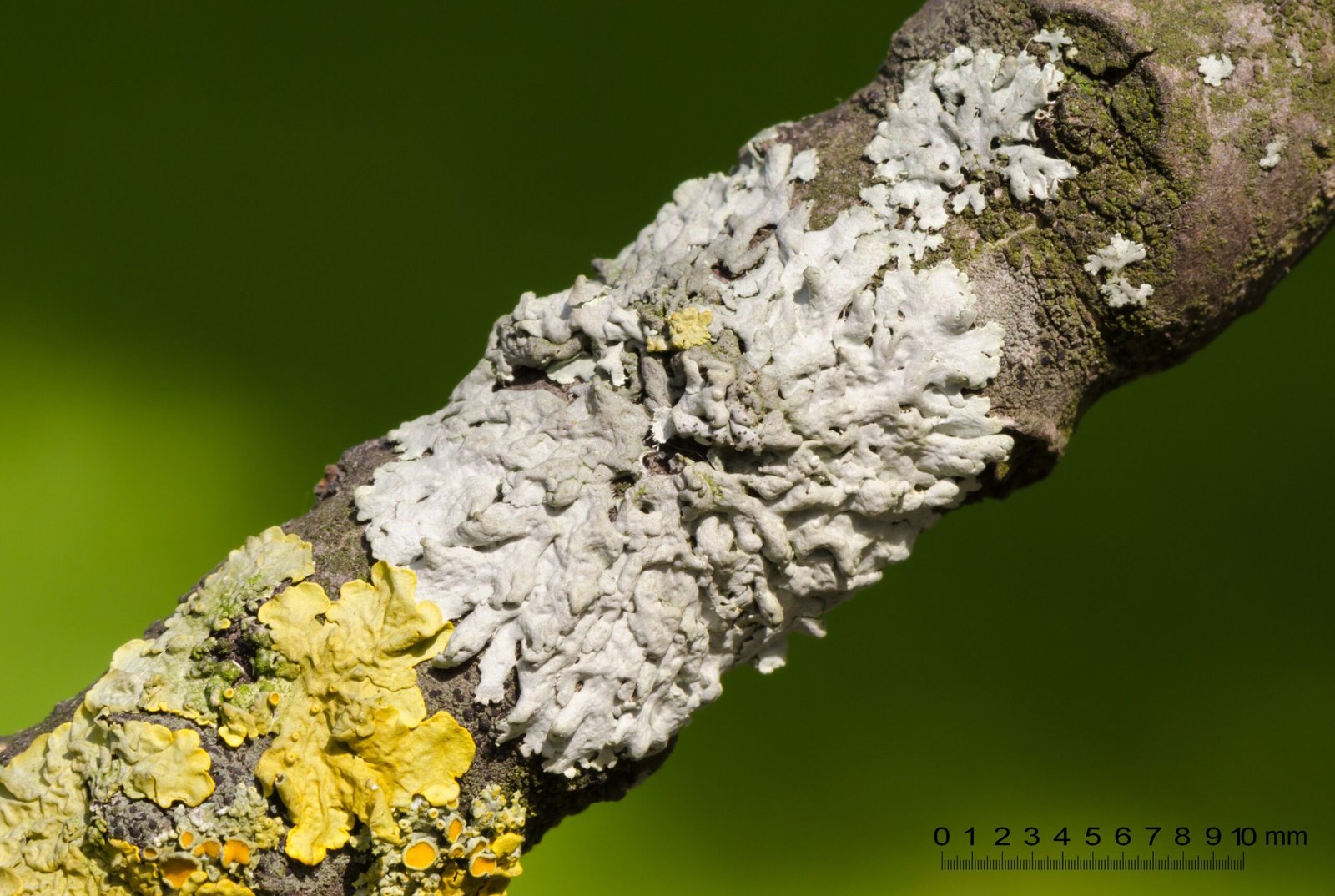 How Trees and Fungi Became Partners (image credits: wikimedia)