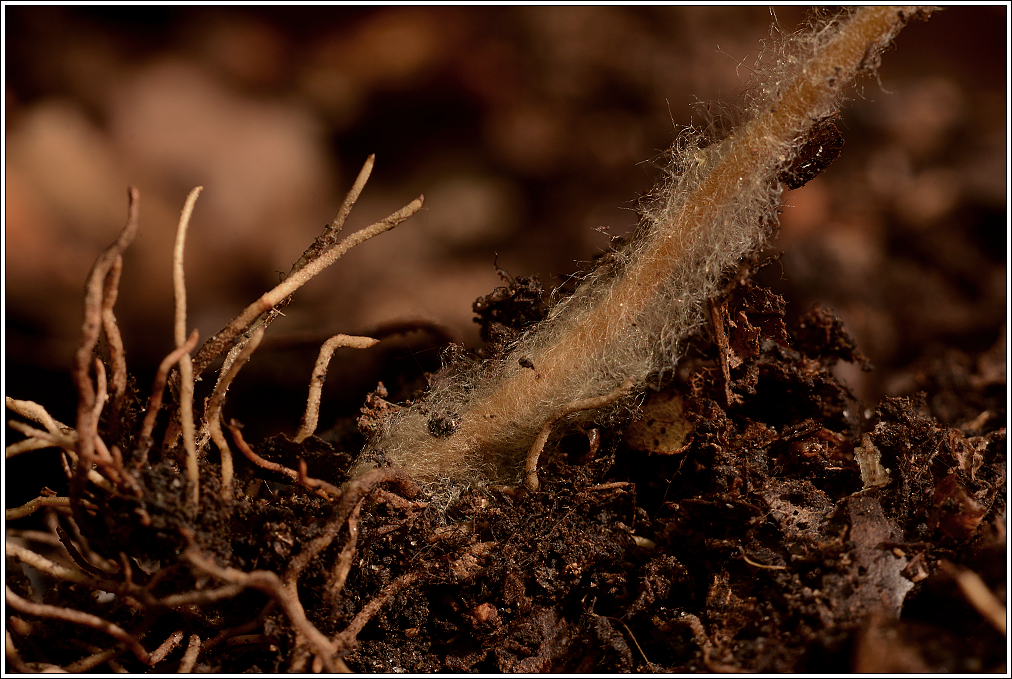 Impacts on Forest Health and Resilience (image credits: wikimedia)