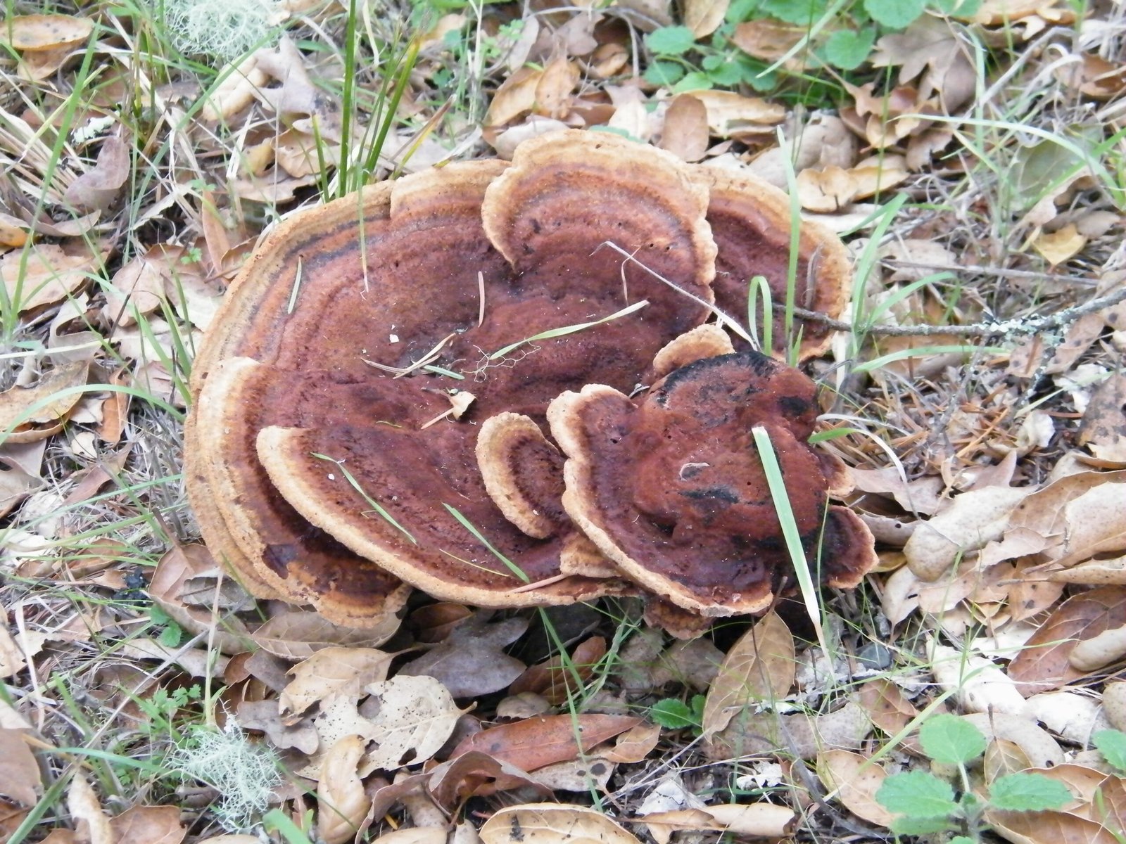 Surprising Fungal Diversity in Vermont (image credits: wikimedia)
