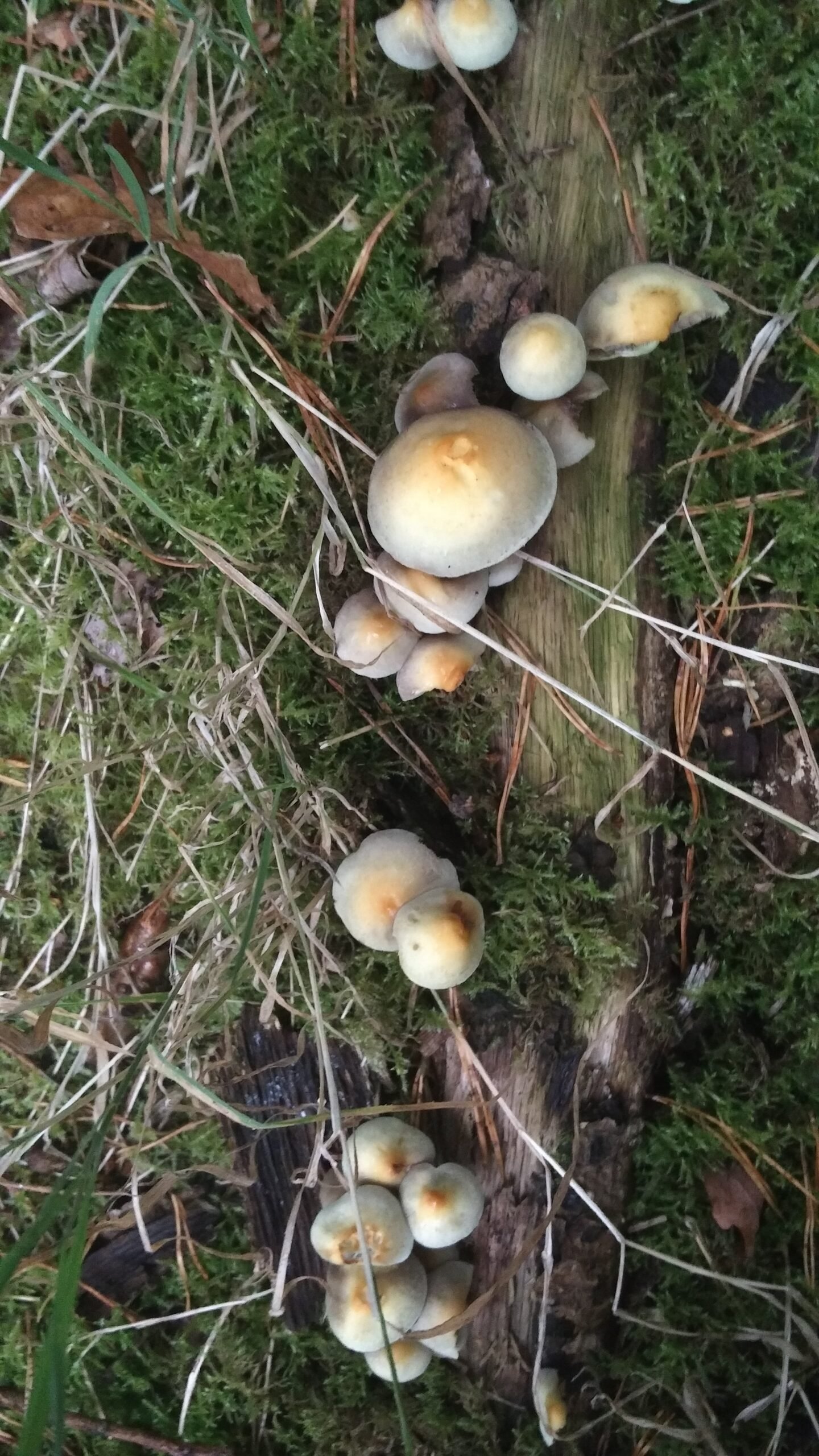 Fungi in Popular Culture and Imagination (image credits: wikimedia)