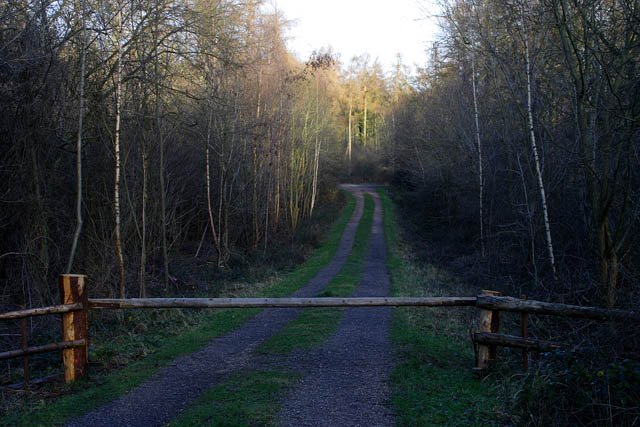 The Future of Forest Spying: New Frontiers in Research (image credits: wikimedia)