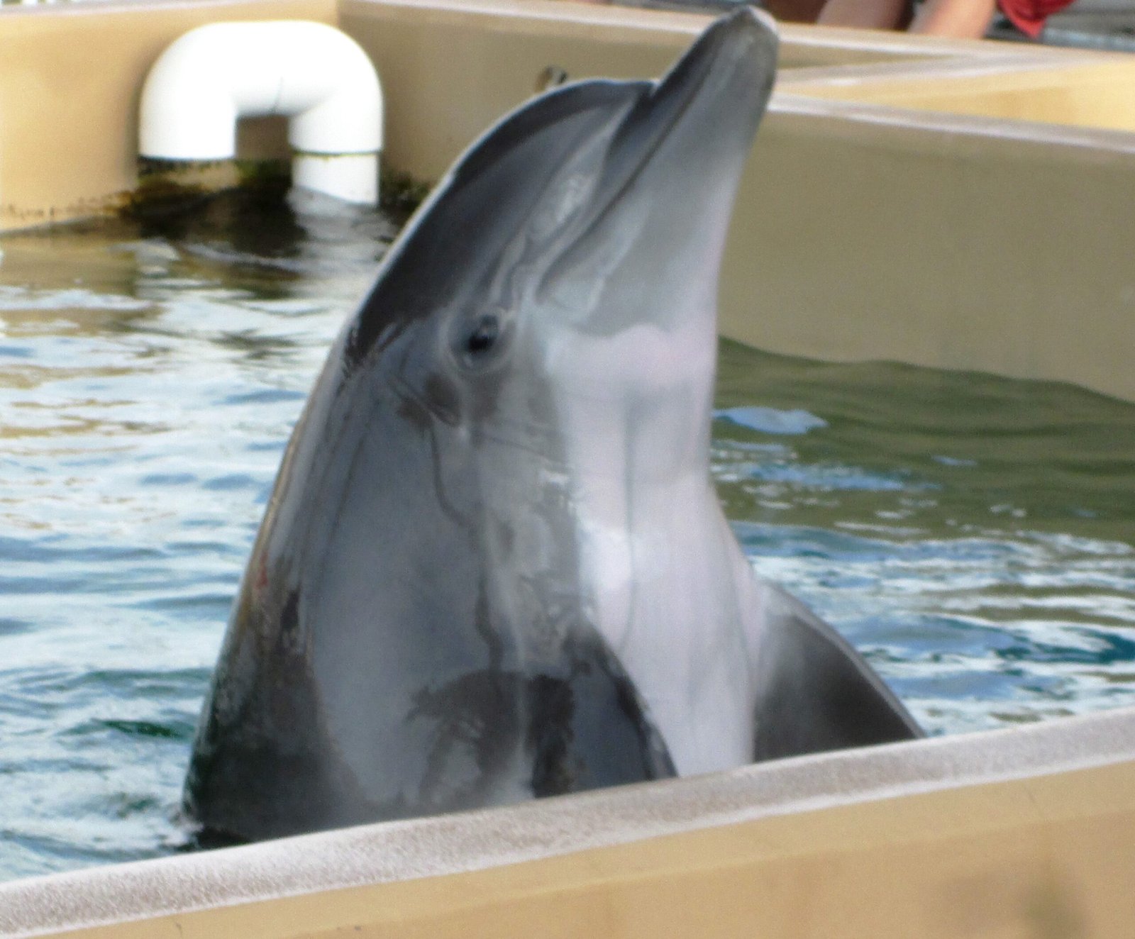 The Role of Mothers in Dolphin Culture (image credits: wikimedia)