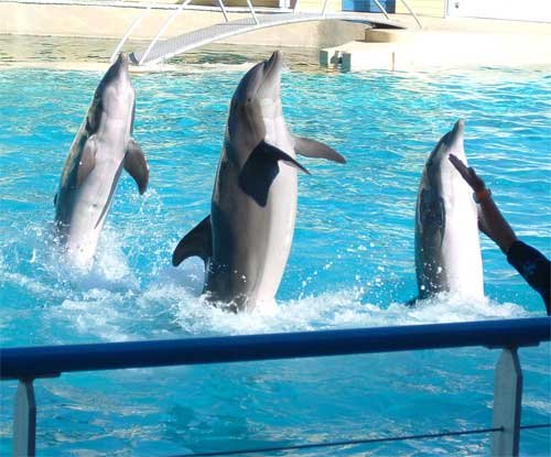 Do Dolphins Invent New Tools? (image credits: wikimedia)