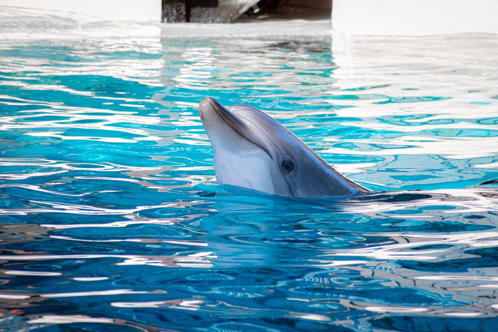 The Conservation Implications of Dolphin Culture (image credits: wikimedia)