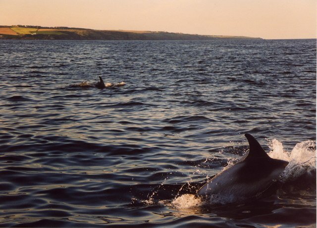 How Dolphins Challenge Our Definitions of Culture (image credits: wikimedia)