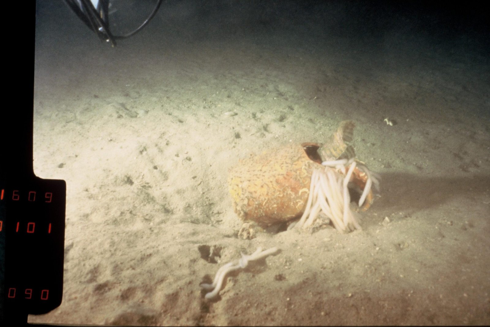 Social Life on the Seafloor (image credits: wikimedia)