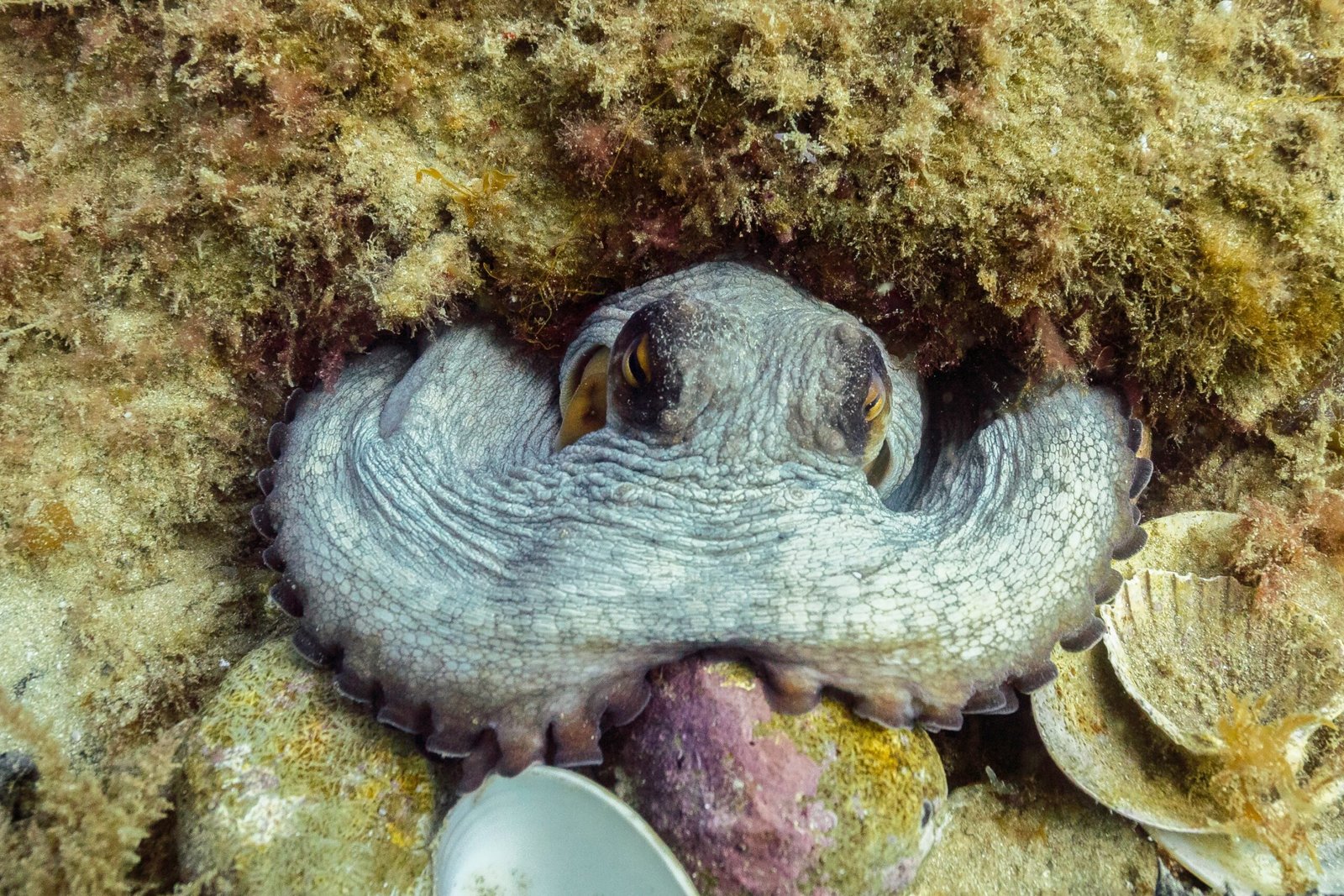 Challenges of Studying Octopus Behavior (image credits: wikimedia)