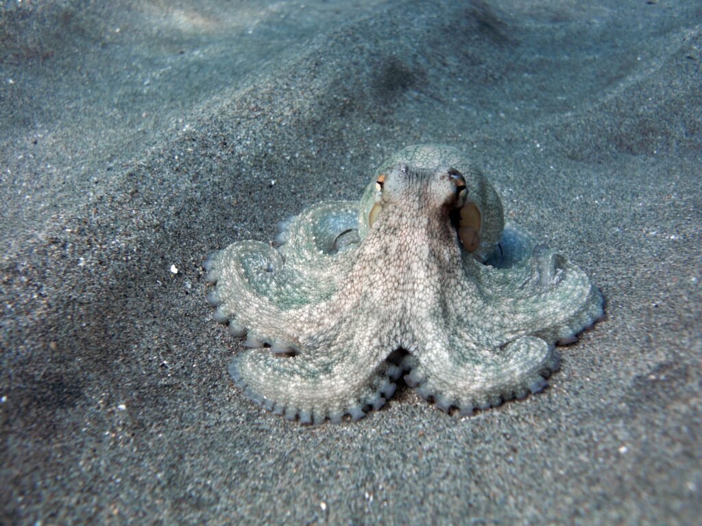 Public Fascination With Octopus Antics