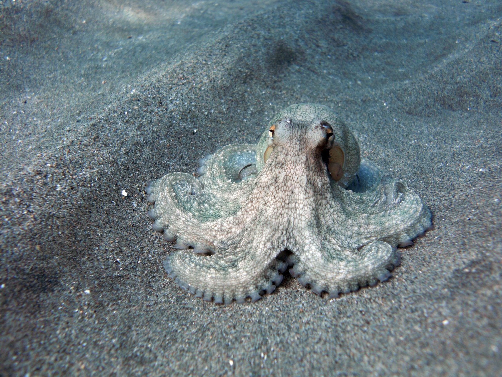 Public Fascination With Octopus Antics (image credits: wikimedia)