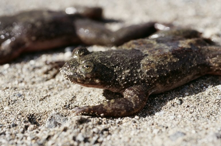 The Bizarre Beauty of the Bornean Flat-Headed Frog (image credits: wikimedia)