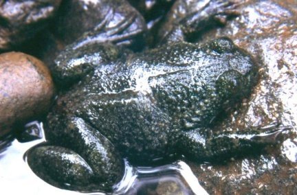 Evolution’s Ultimate Squish (image credits: wikimedia)