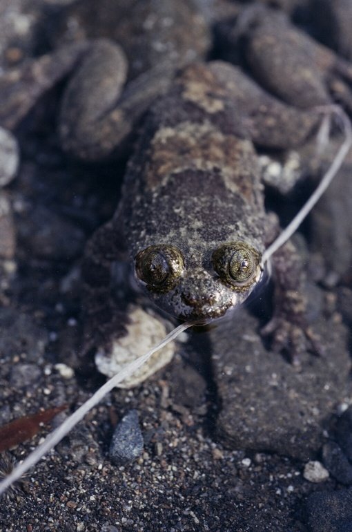 Life in the Fast Lane: Stream Dwellers (image credits: wikimedia)