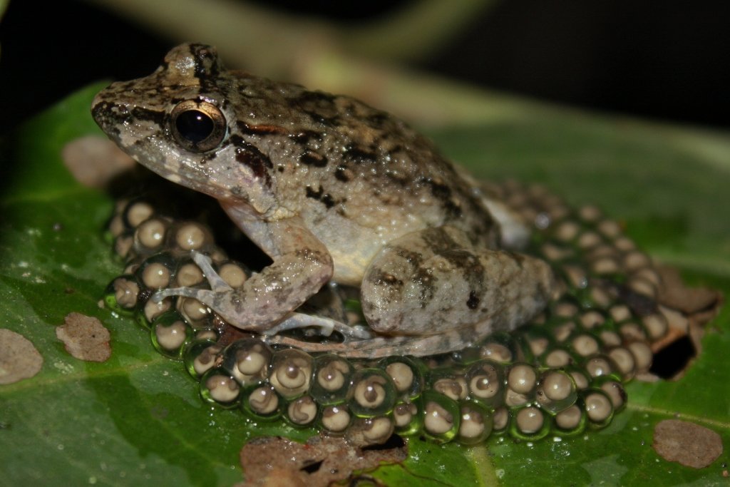Hiding in Plain Sight: The Art of Camouflage (image credits: wikimedia)