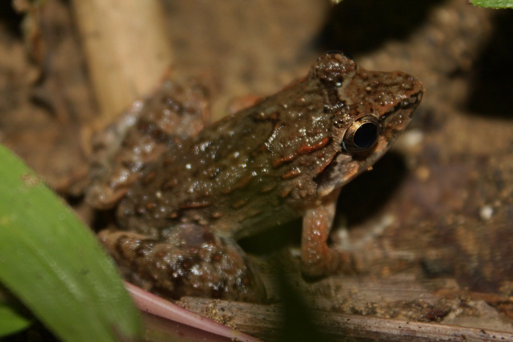 The Mystery of Its Diet (image credits: wikimedia)