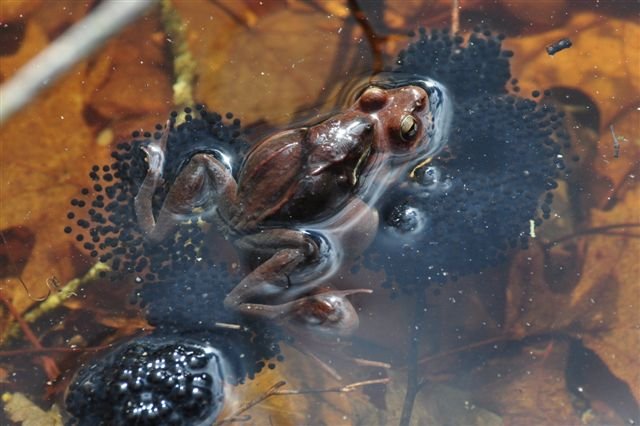 Family Ties: Reproduction and Tadpole Tales (image credits: wikimedia)