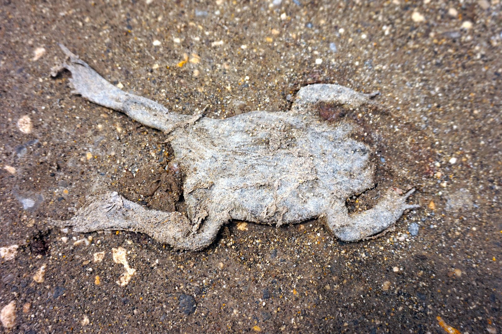 Unique Among Amphibians (image credits: wikimedia)