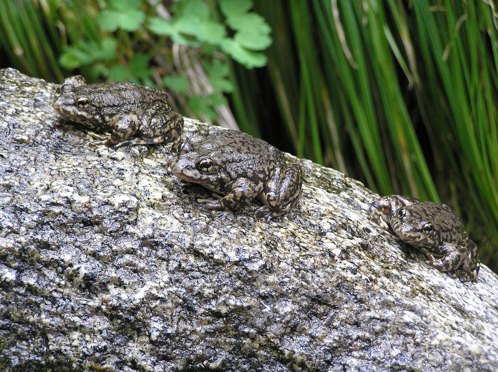 Conservation Concerns: A Fragile Existence (image credits: wikimedia)