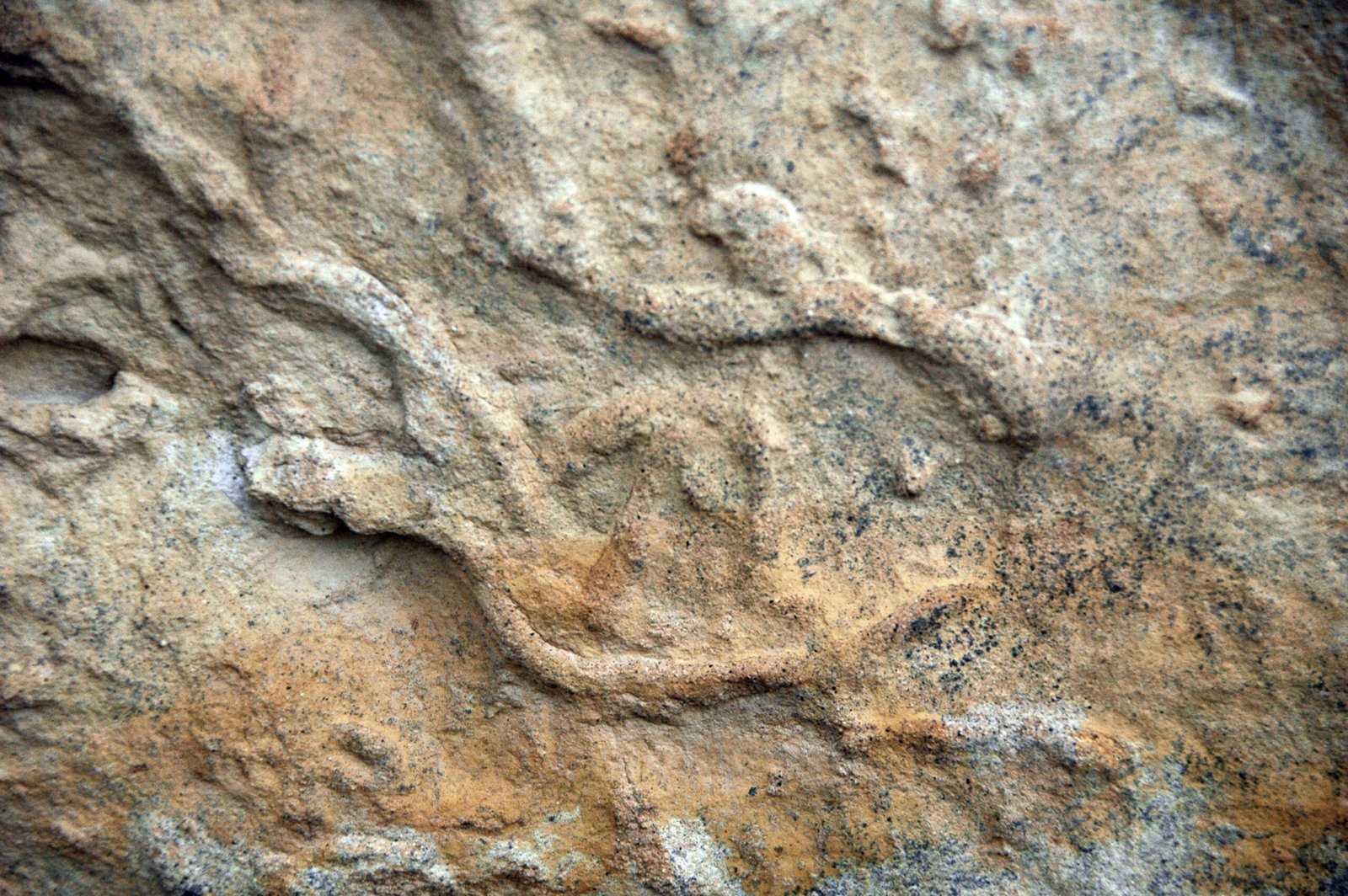 Piecing Together Prehistoric Life: Fossils and Artefacts (image credits: wikimedia)