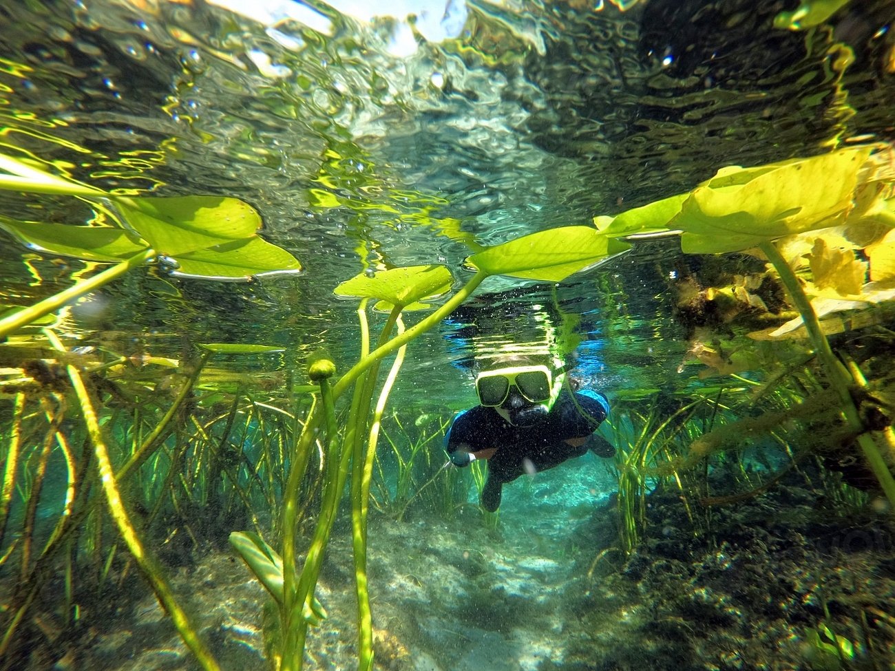Underwater Forests: Remnants of an Ancient Ecosystem (image credits: rawpixel)