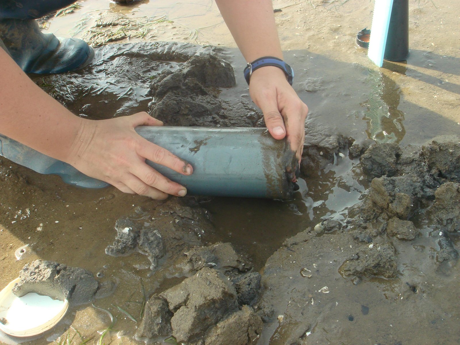 Clues in the Mud: Sediment Cores and Ancient DNA (image credits: wikimedia)