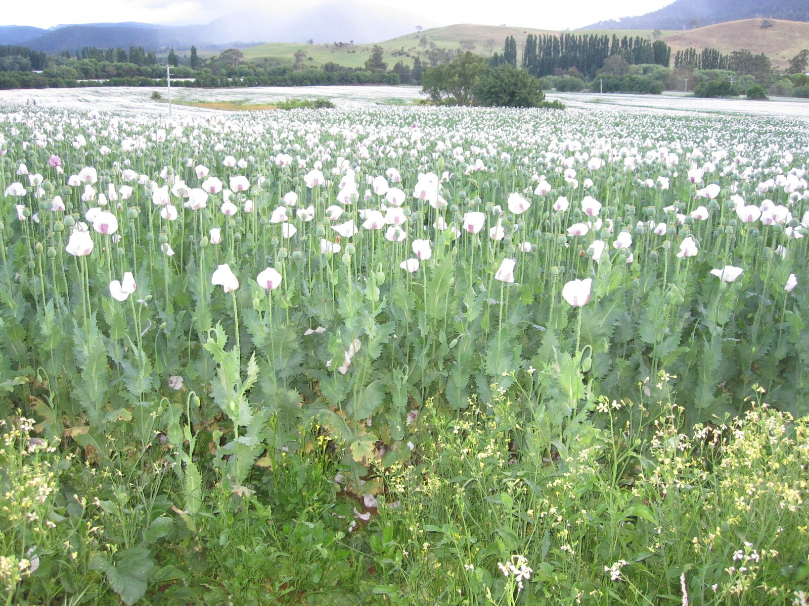 Tasmania: Home of Legal Poppy Cultivation (image credits: wikimedia)
