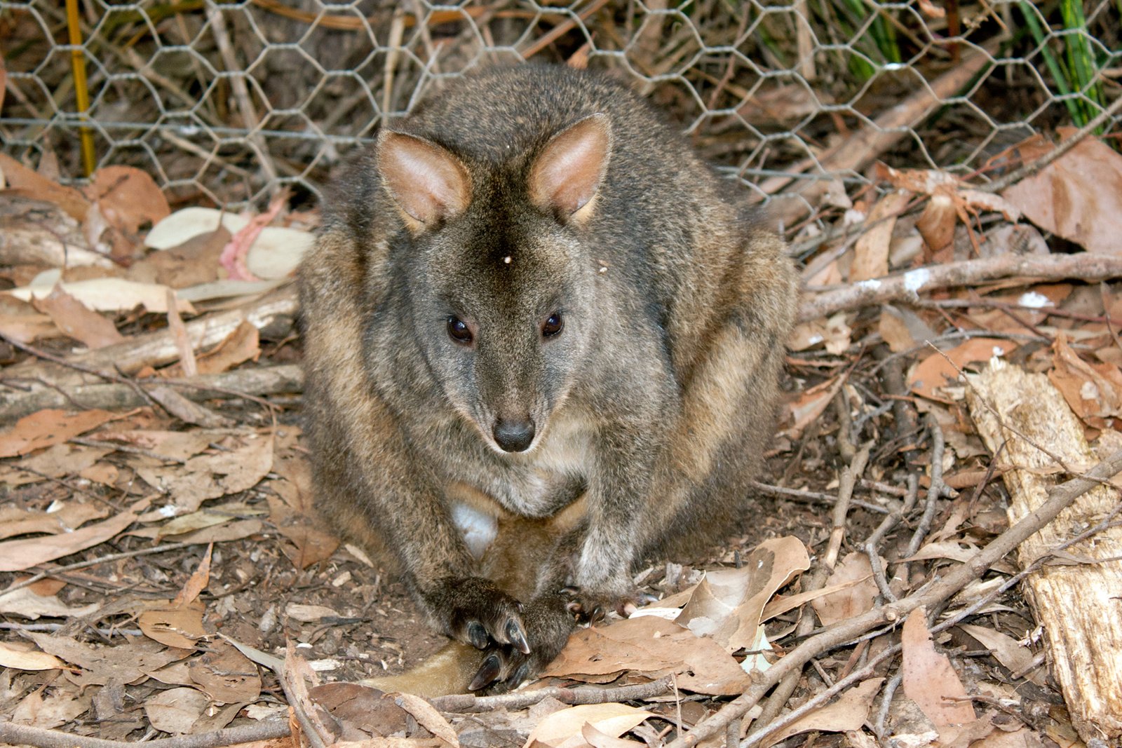 Wallabies in Popular Culture (image credits: wikimedia)
