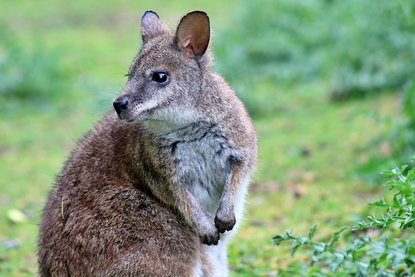 What We Can Learn From Spinning Wallabies (image credits: wikimedia)