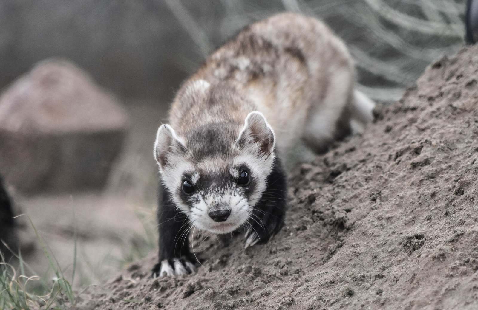 Nocturnal Adventures: Why Rodents Rule the Night (image credits: wikimedia)