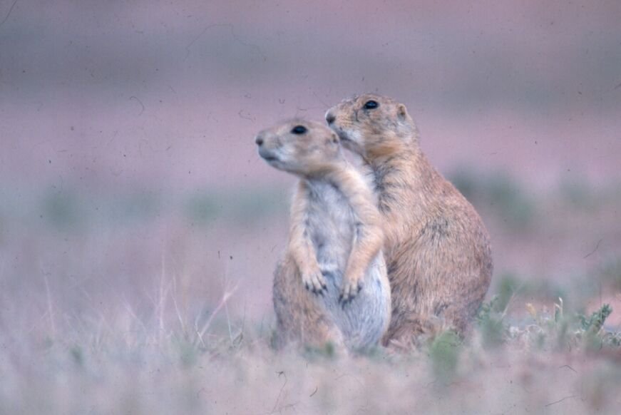Wobbling and Freezing: Survival Through Stillness (image credits: wikimedia)